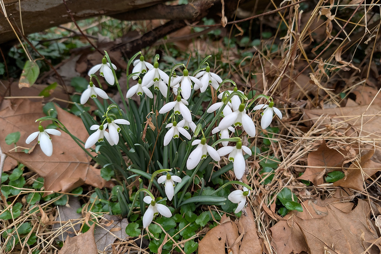 snowdrop-1.jpg
