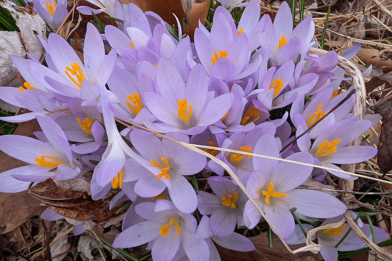crocus.jpg