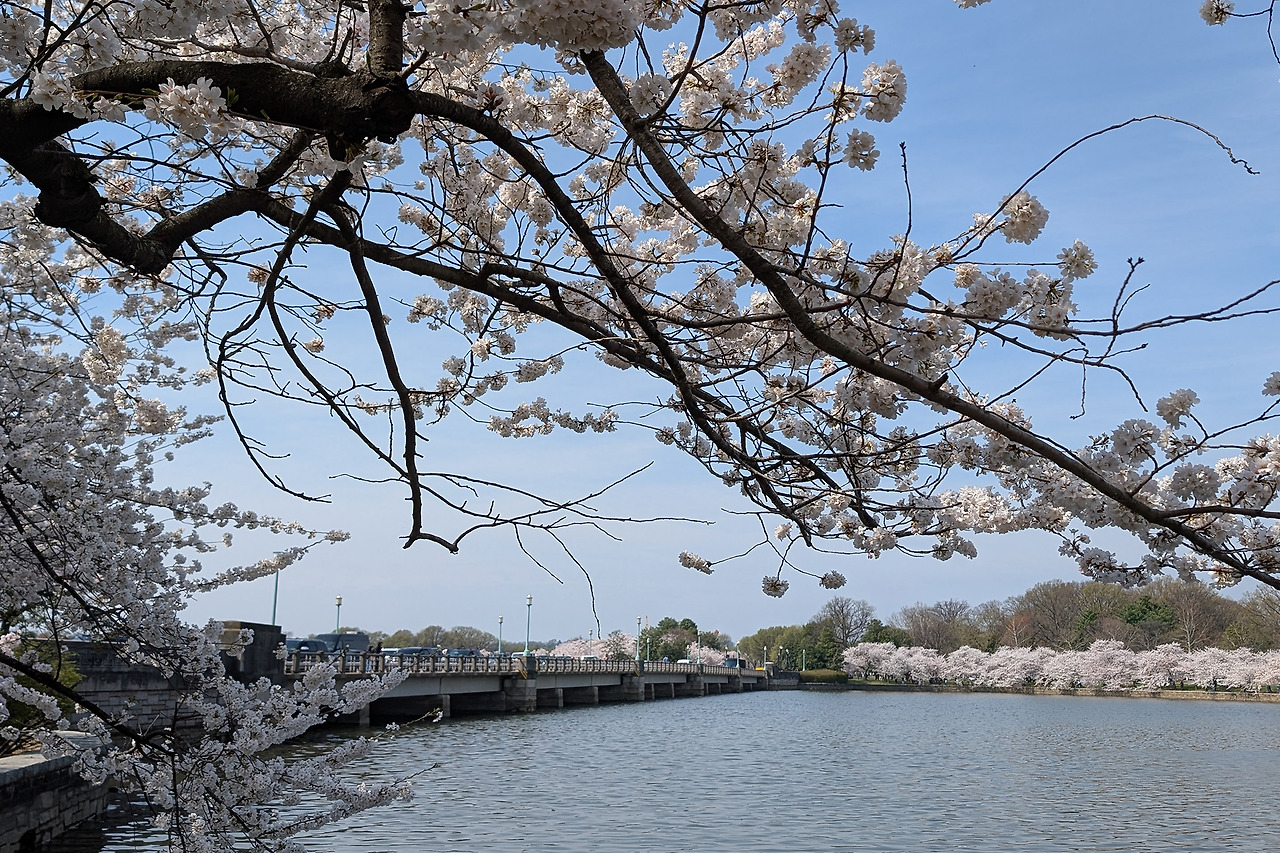 cherryblossom-6.jpg