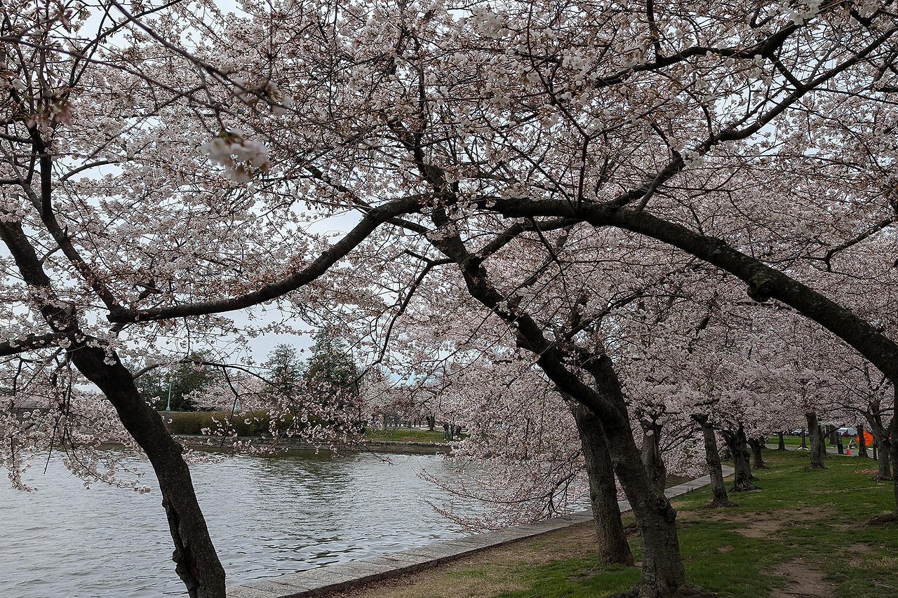cherryblossom.jpg