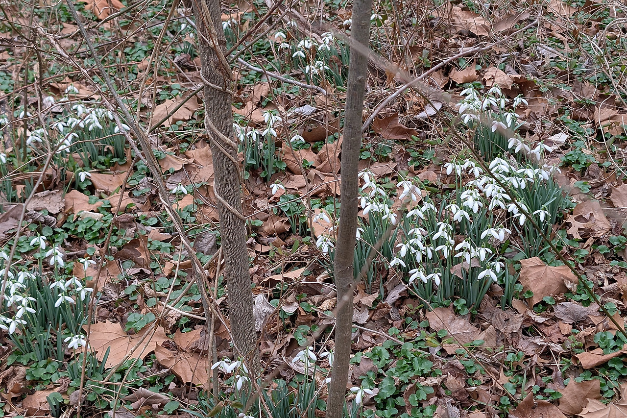 snowdrop-2.jpg