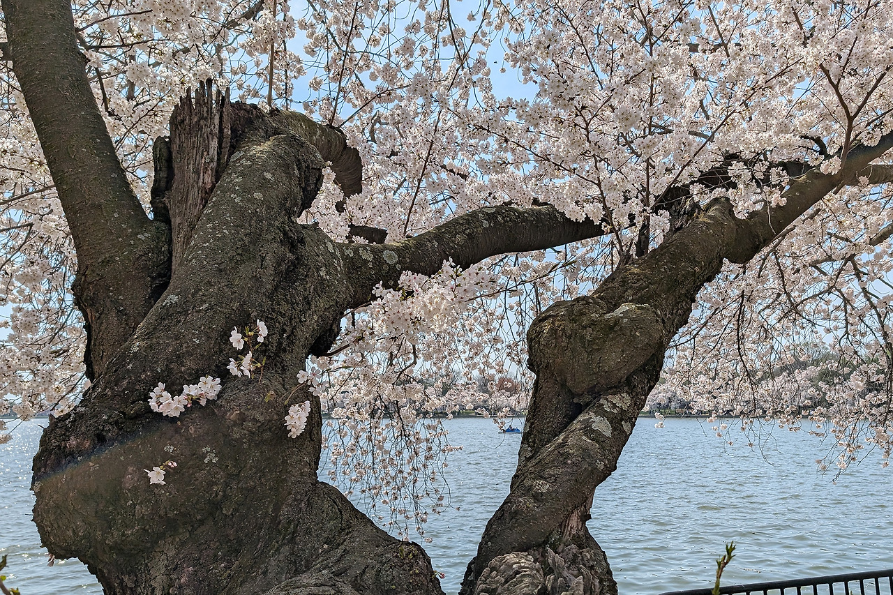 cherryblossom-11.jpg