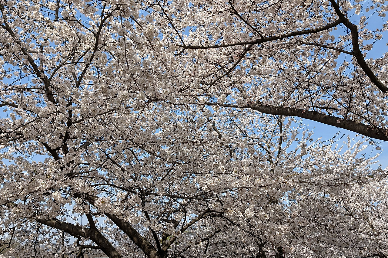 cherryblossom-3.jpg