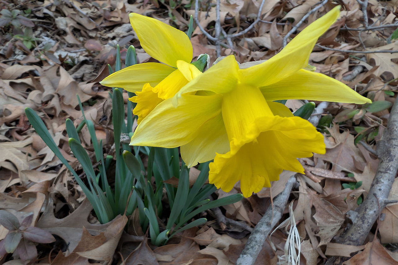 daffodils.jpg