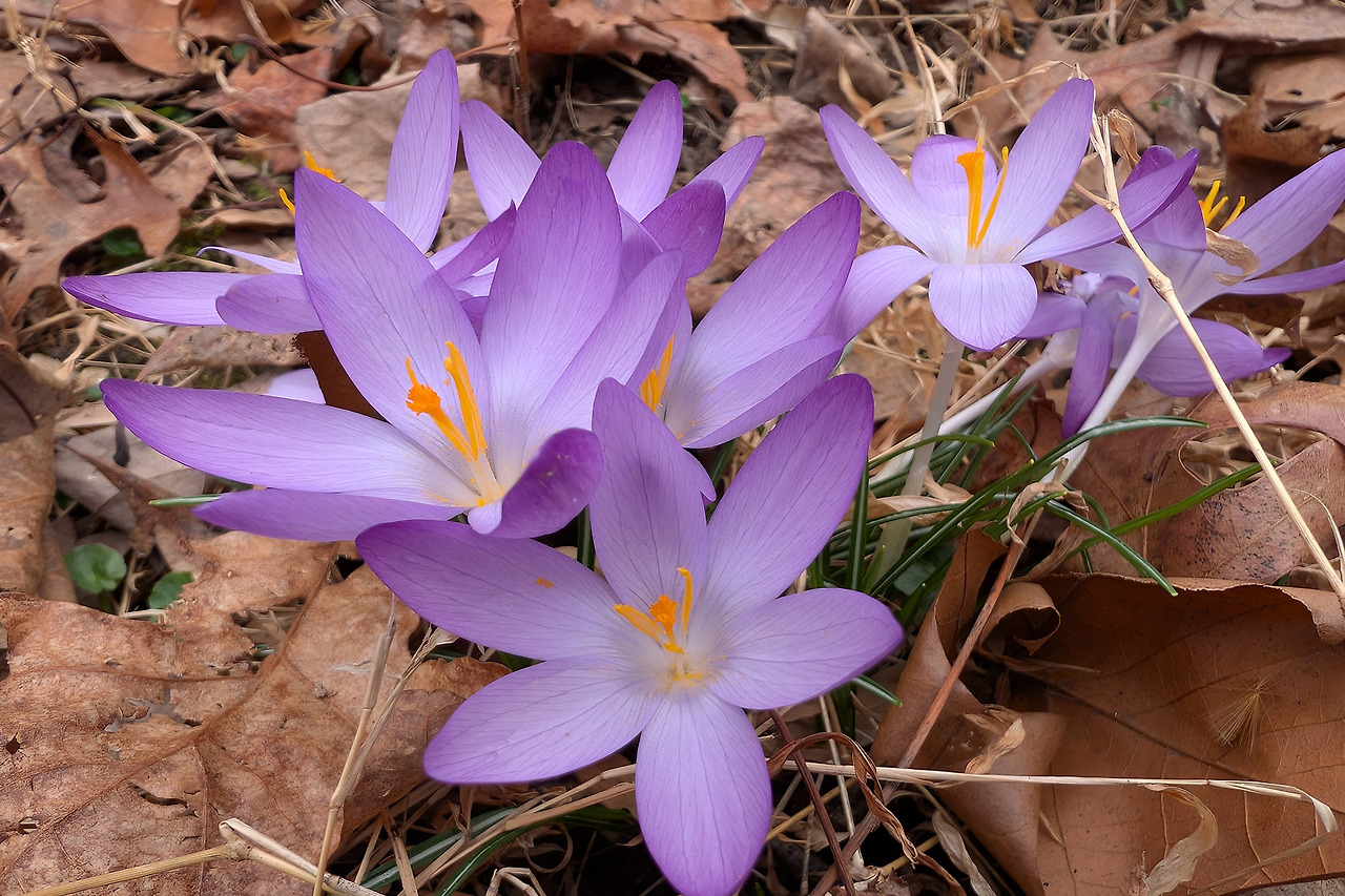 crocus-1.jpg