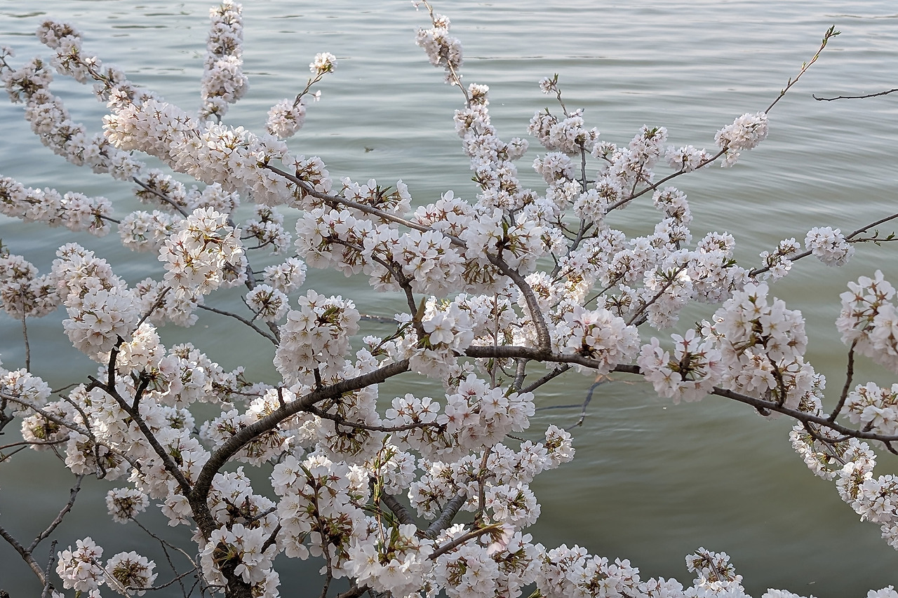 cherryblossom-4.jpg