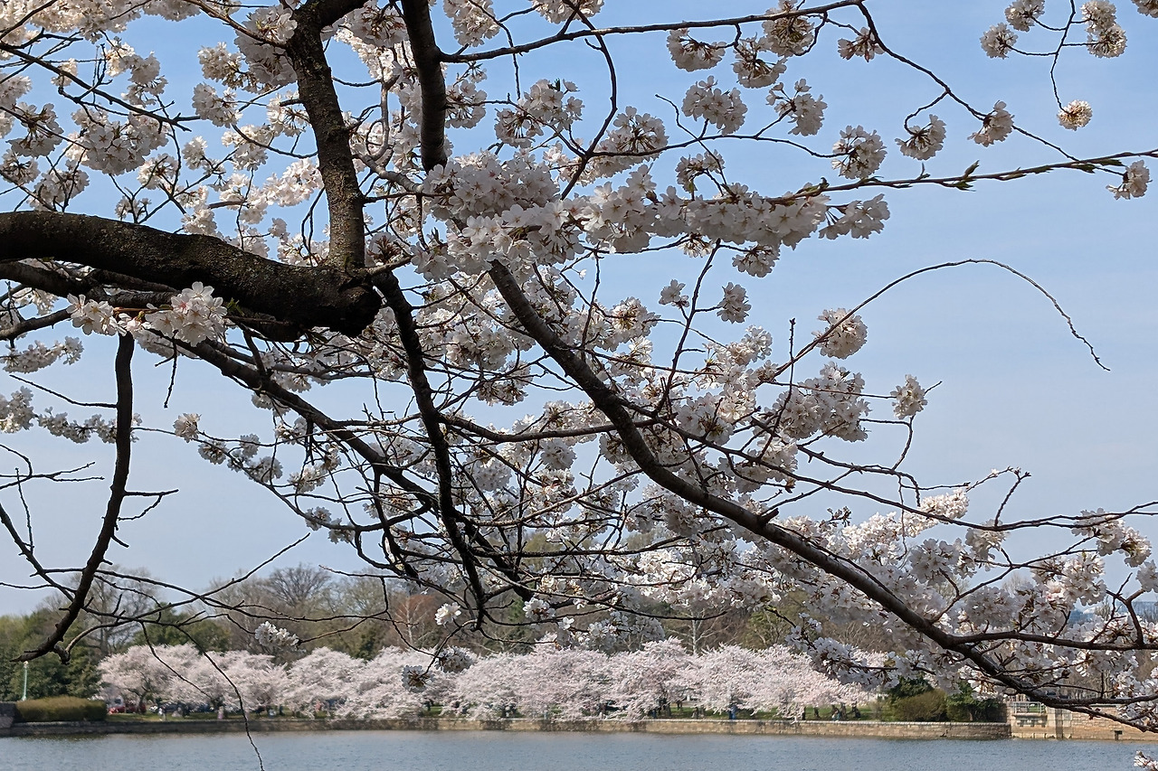 cherryblossom-5.jpg