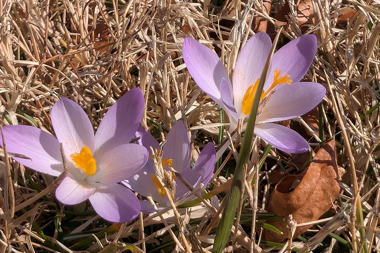 crocus.jpg