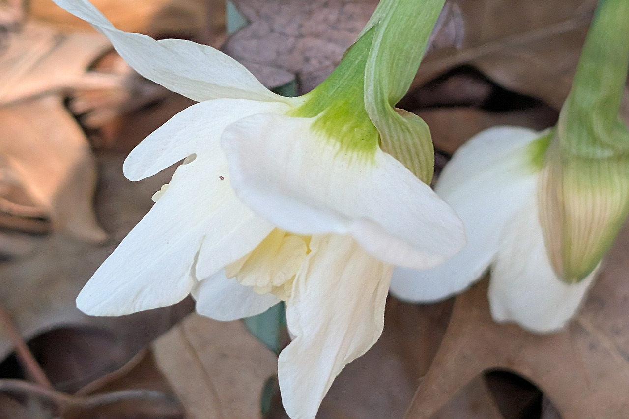 whitedaffodil.jpg