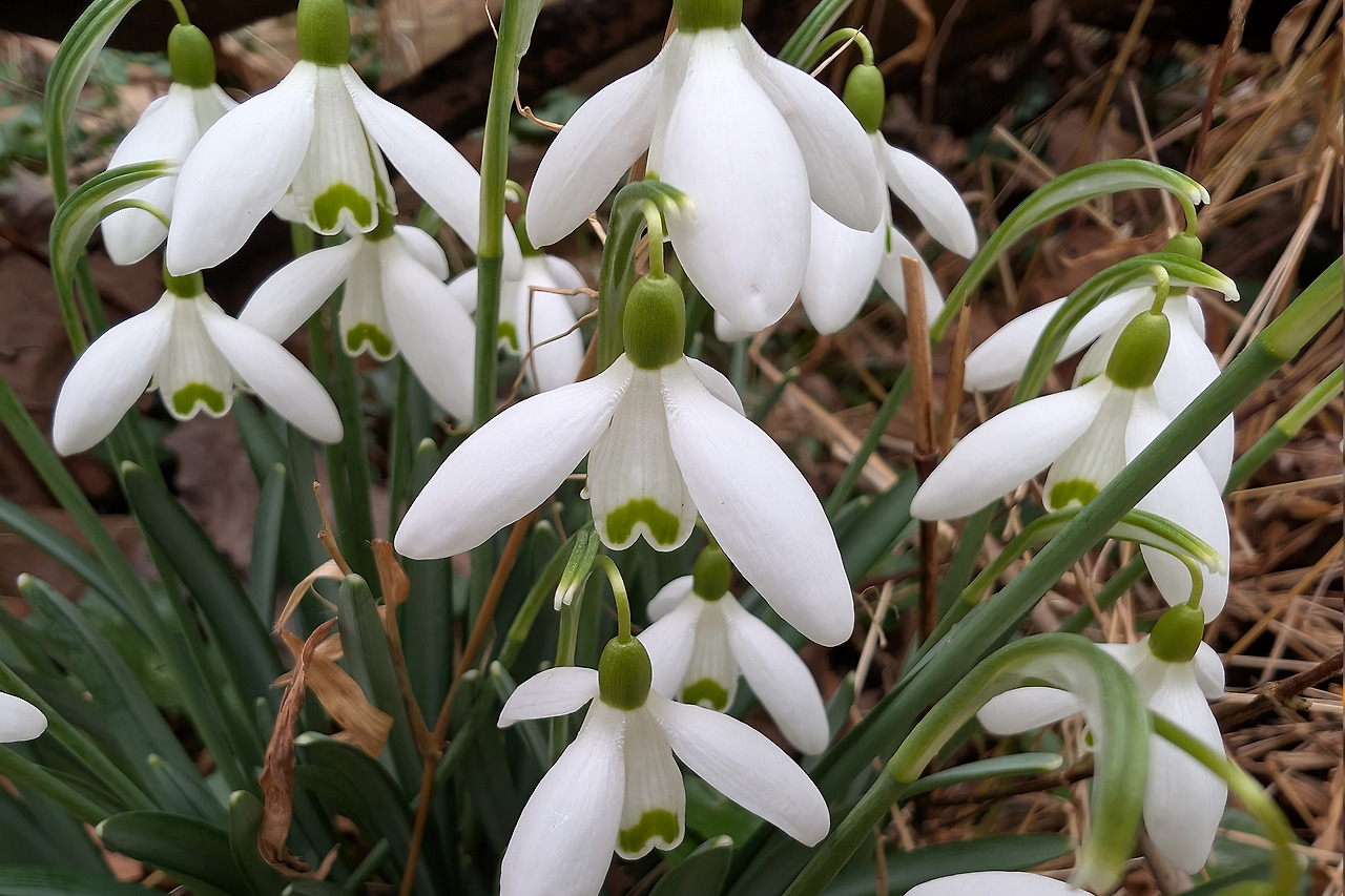 snowdrop.jpg