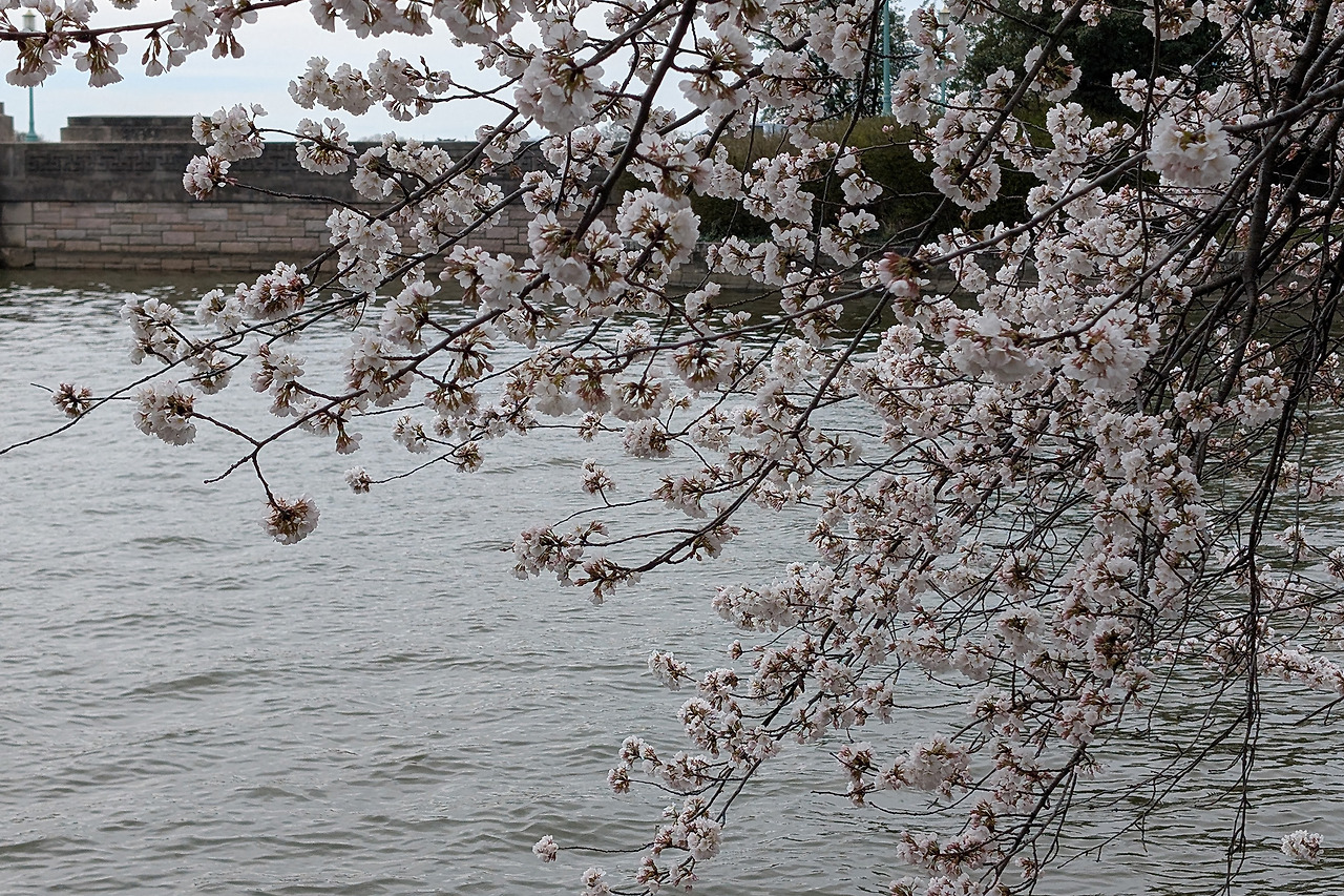 cherryblossom-1.jpg