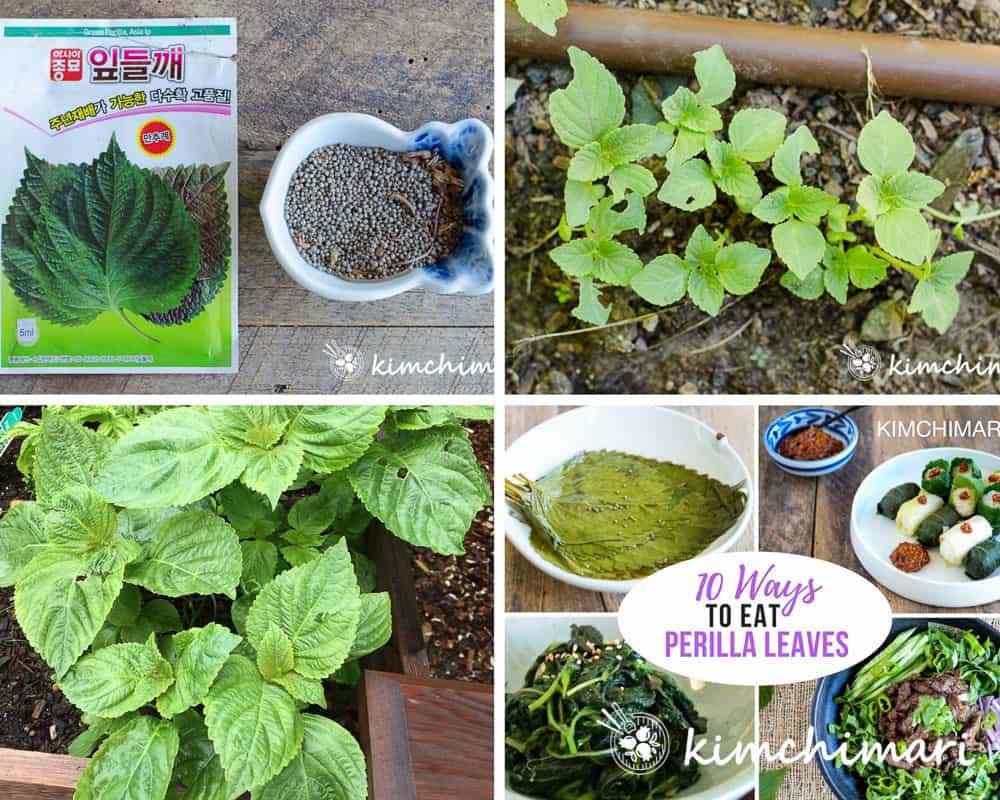 Howtogrow-eat-Perilla-Kkaennip.jpg