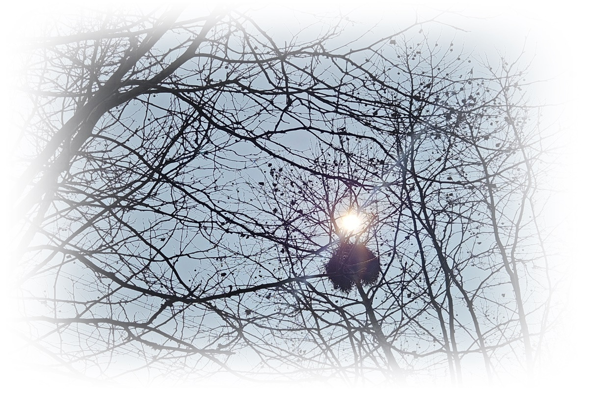 새둥지 1200.800.jpg