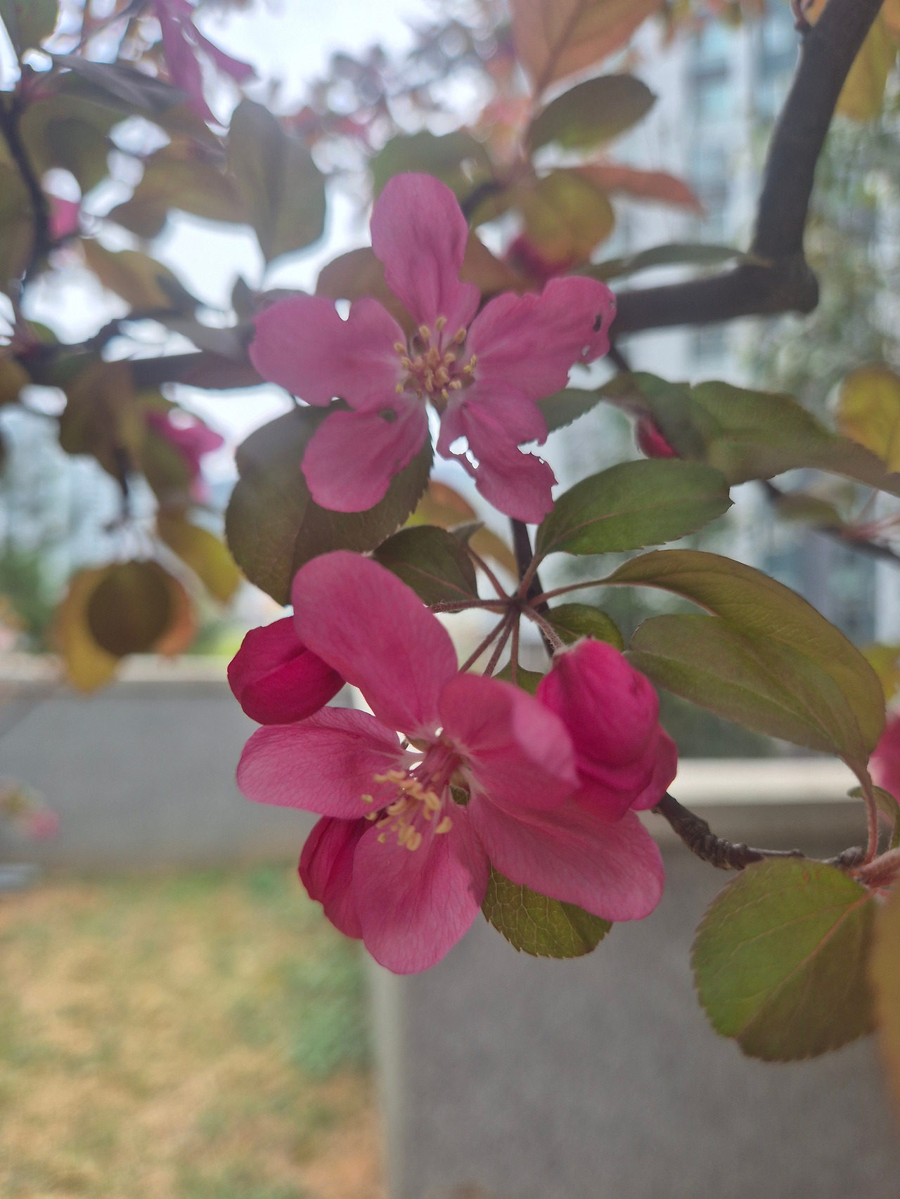 2-2-17 수사해당화의 꽃.jpg