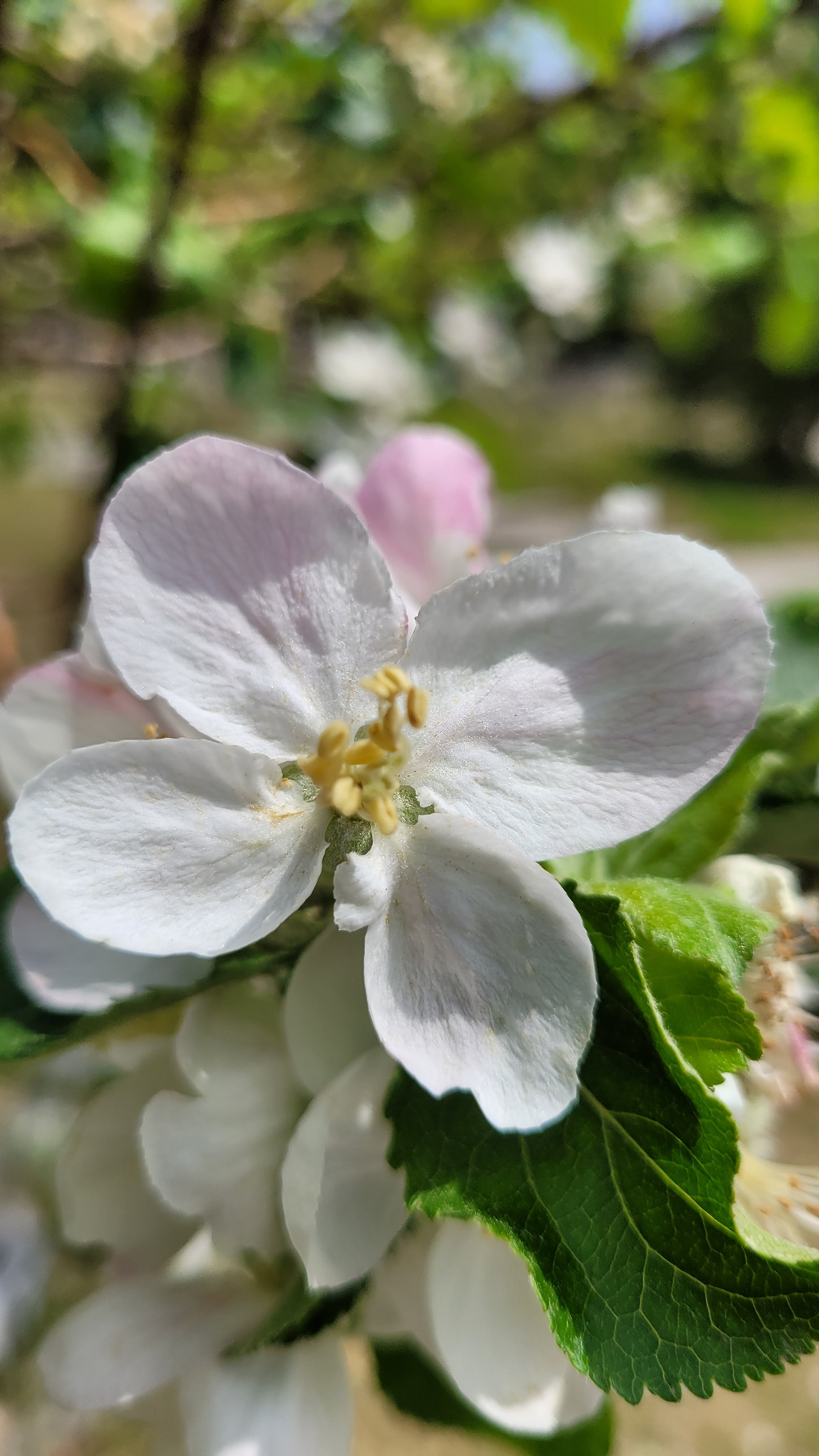 사과나무 꽃.jpg