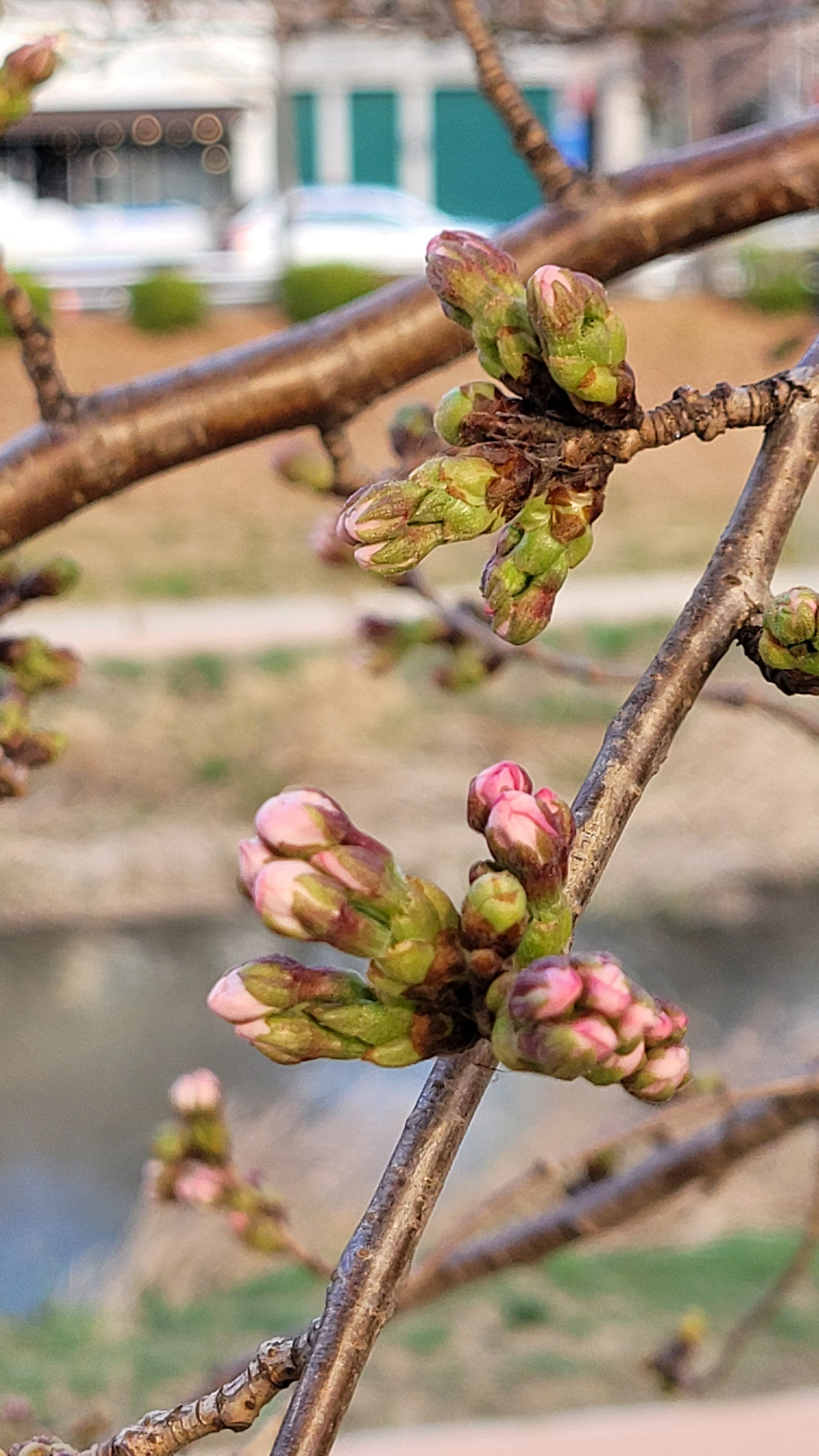 2-7 벚꽃 개화에서 만개하고 있는 왕벚나무(왕벗나무 꽃피기 전).jpg