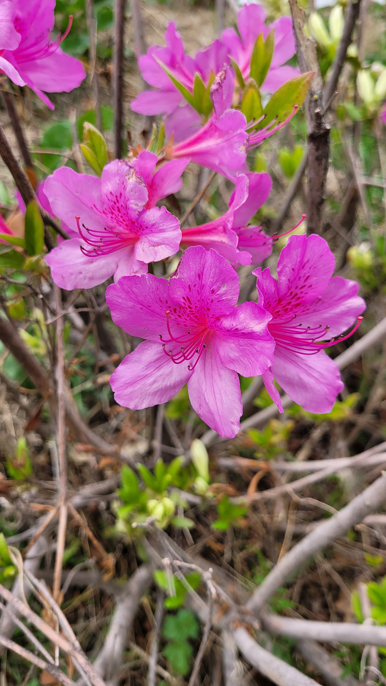 분홍색 철쭉.jpg