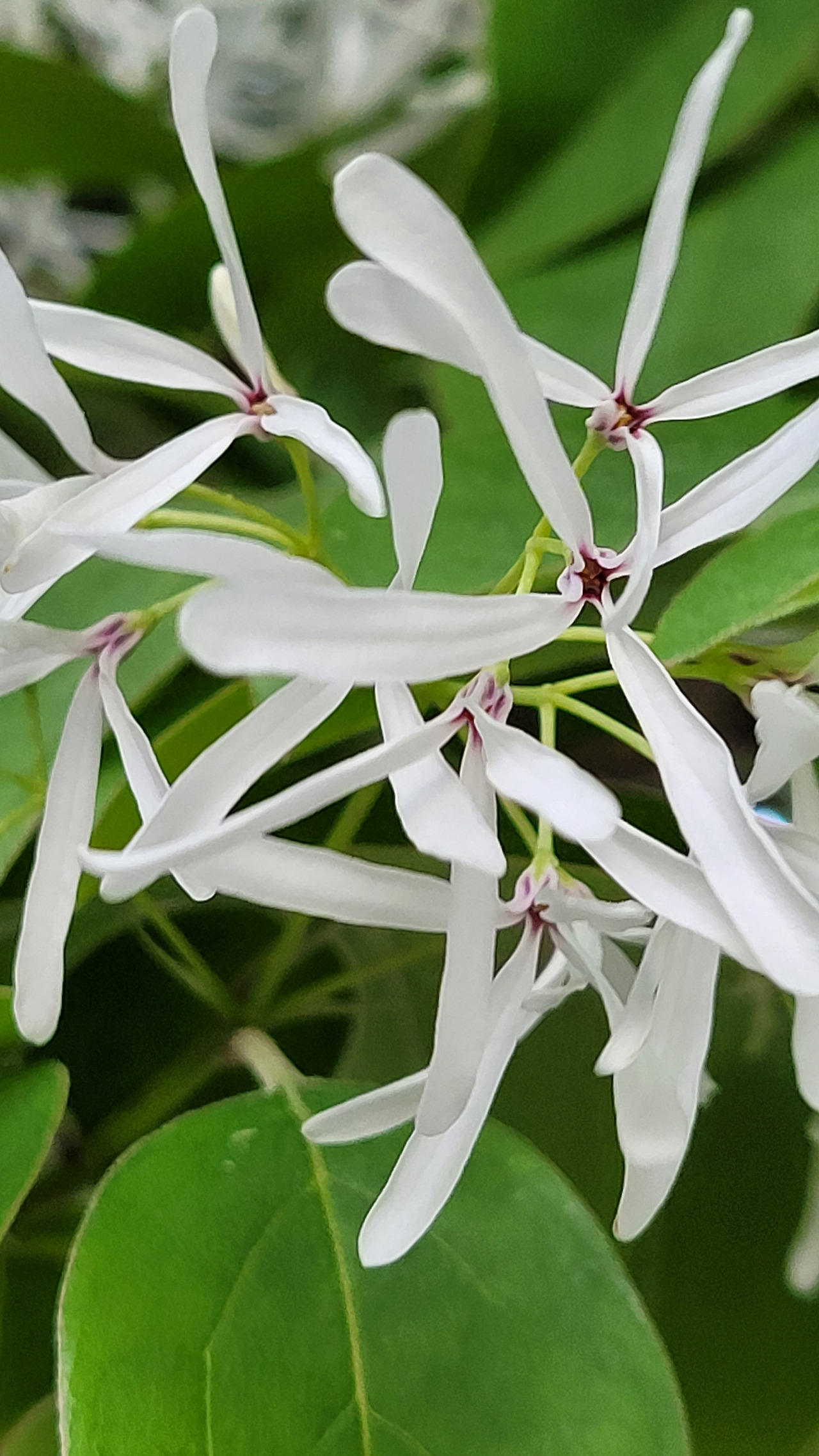 쌀밥같은 풍년을 기원하는 꽃20220424_182226.jpg