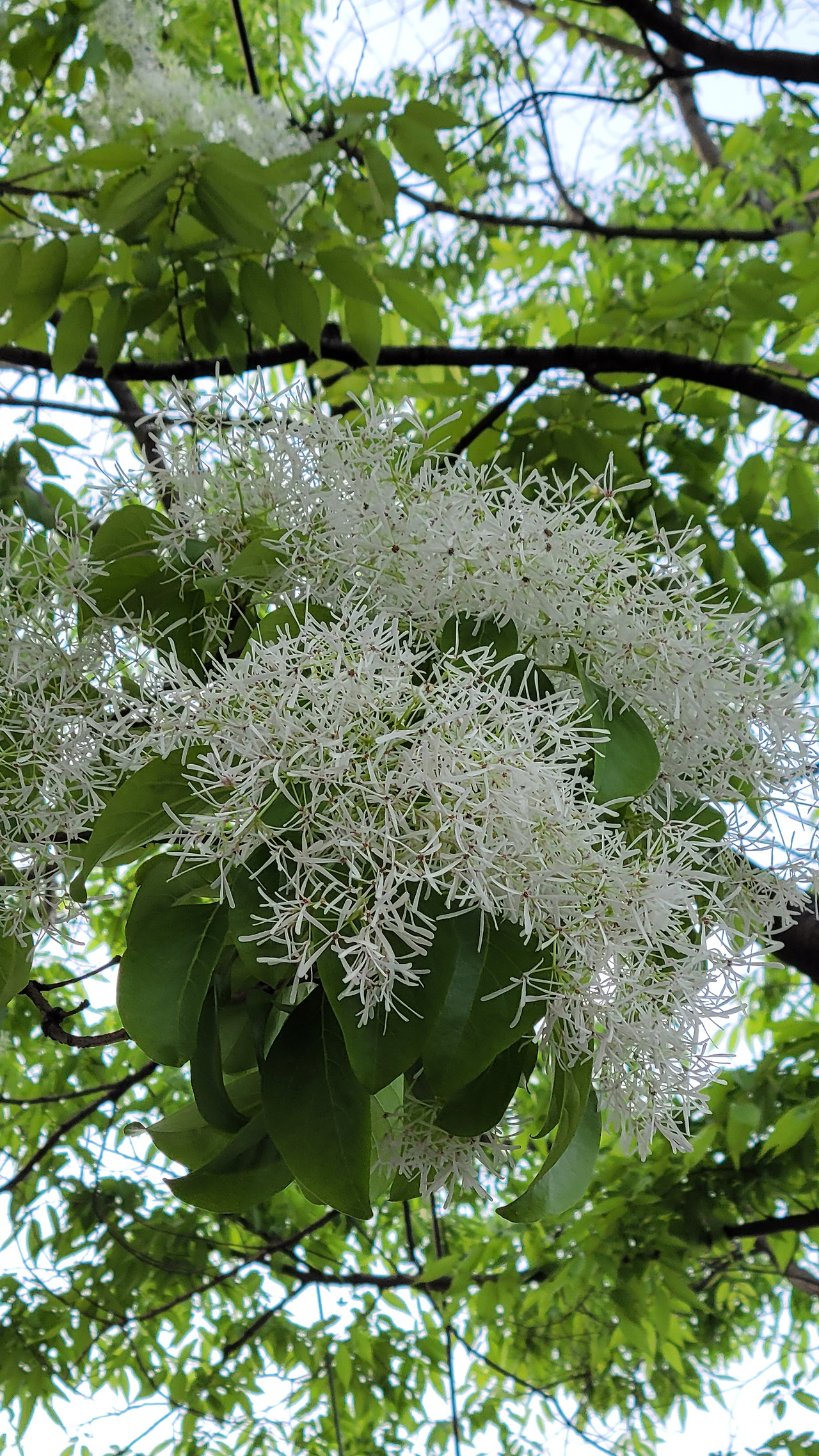 쌀밥같은 이팝나무20220424_181946.jpg