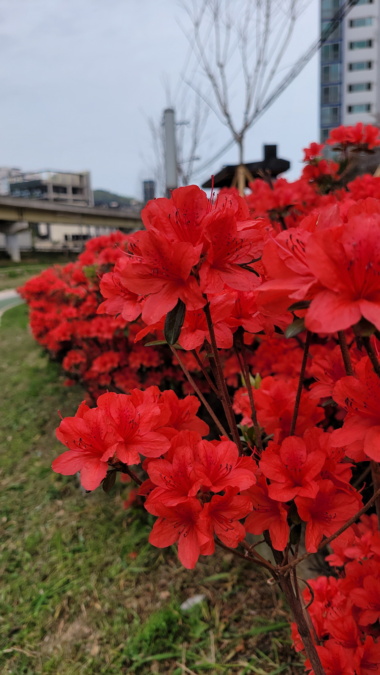 붉게 물들이는 철쭉20230404_162454.jpg