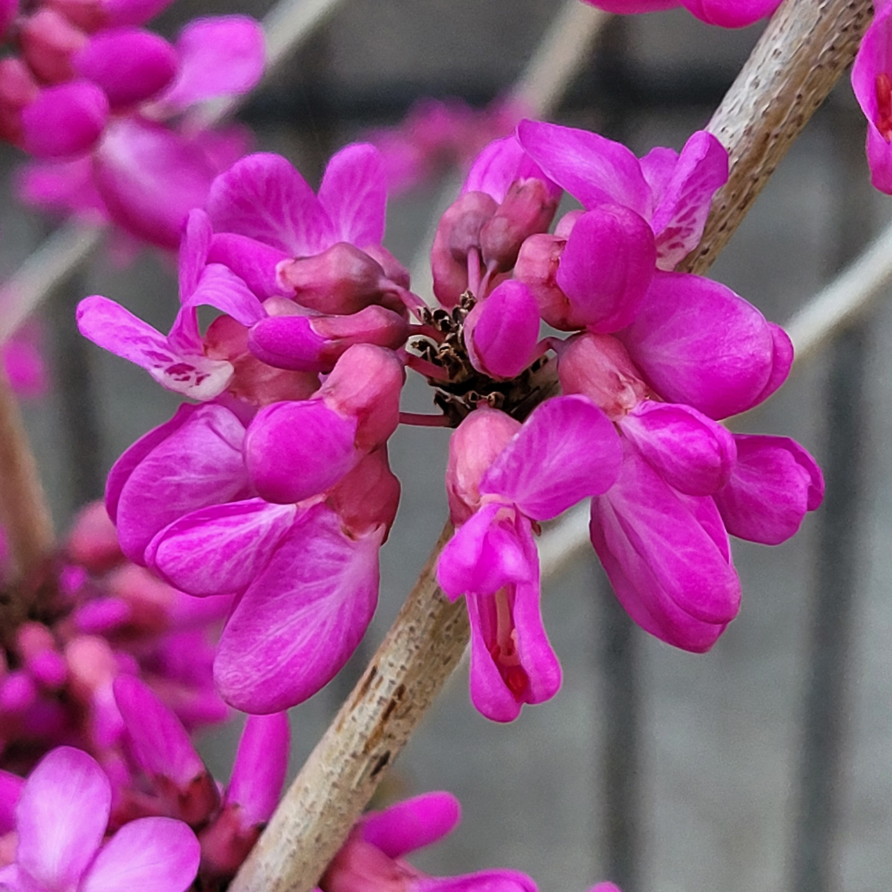 밥알을 닮아 박태기나무.jpg