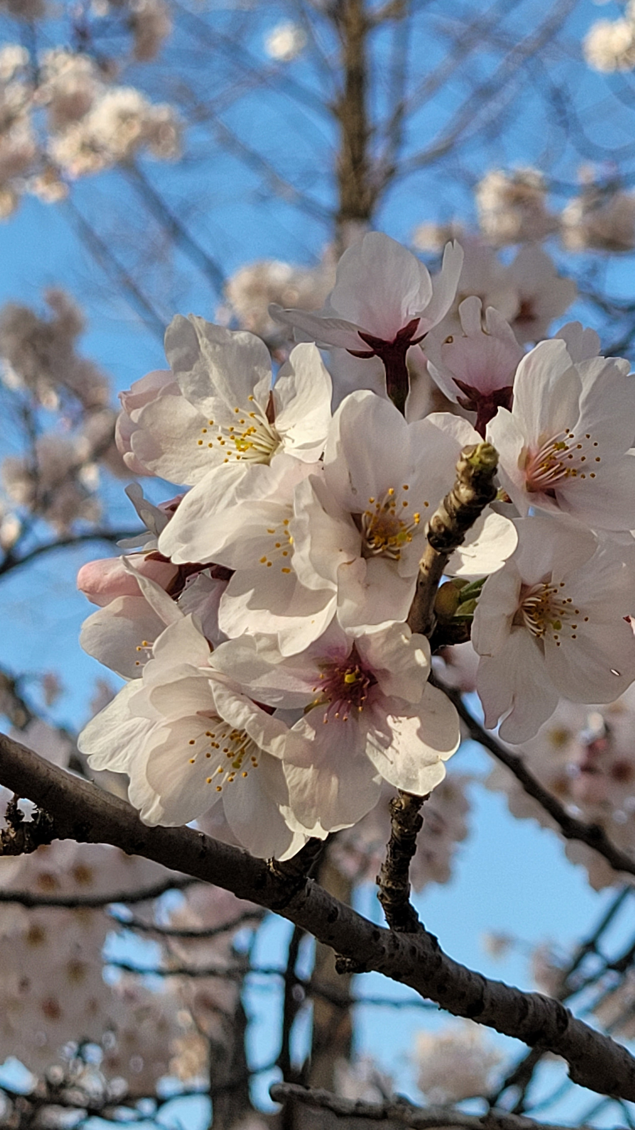 2-7 벚꽃 개화에서 만개하고 있는 왕벚나무(만개).jpg