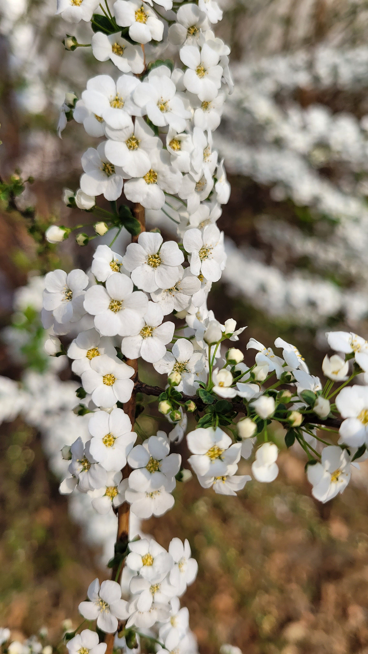 2-11 순백의 꽃을 피우는 조팝나무.jpg