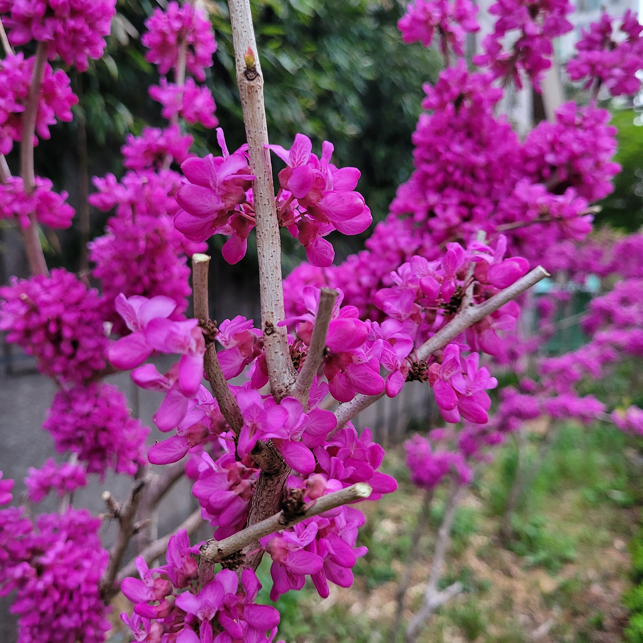 꽃자루 없이 꽃이 나무를 덮는 나무.jpg