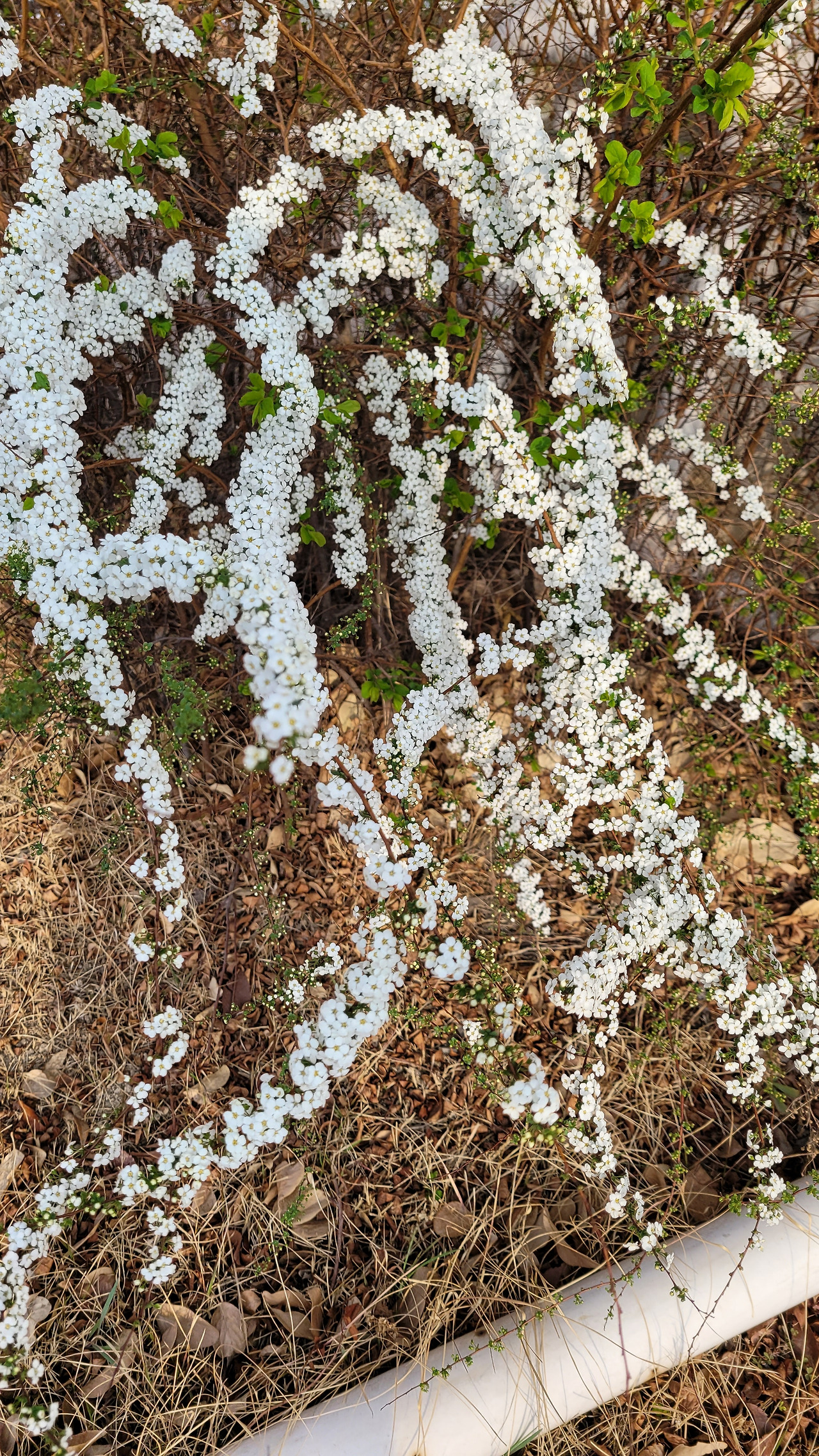 2-12 가지마다 하얀 꽃을 피우는 조팝나무.jpg