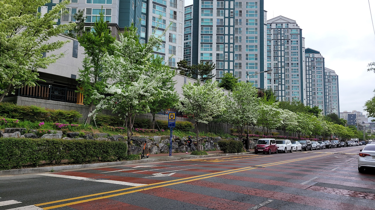 가로수 이팝나무20230418_124811.jpg