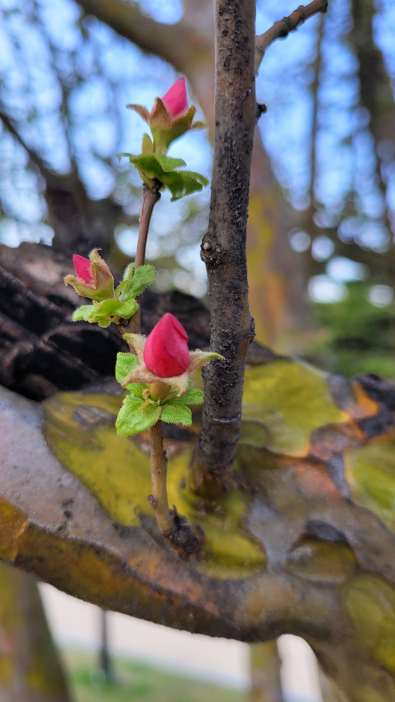 매력을 숨기고 있는 모과20220402_172955.jpg