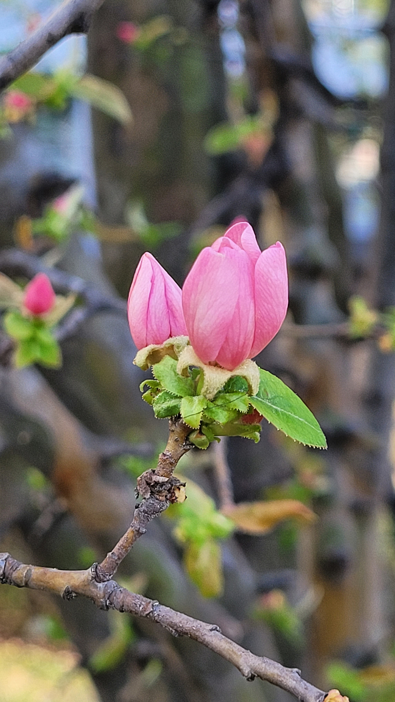벚꽃말고도 저도 피고 있어요20220329_165443.jpg