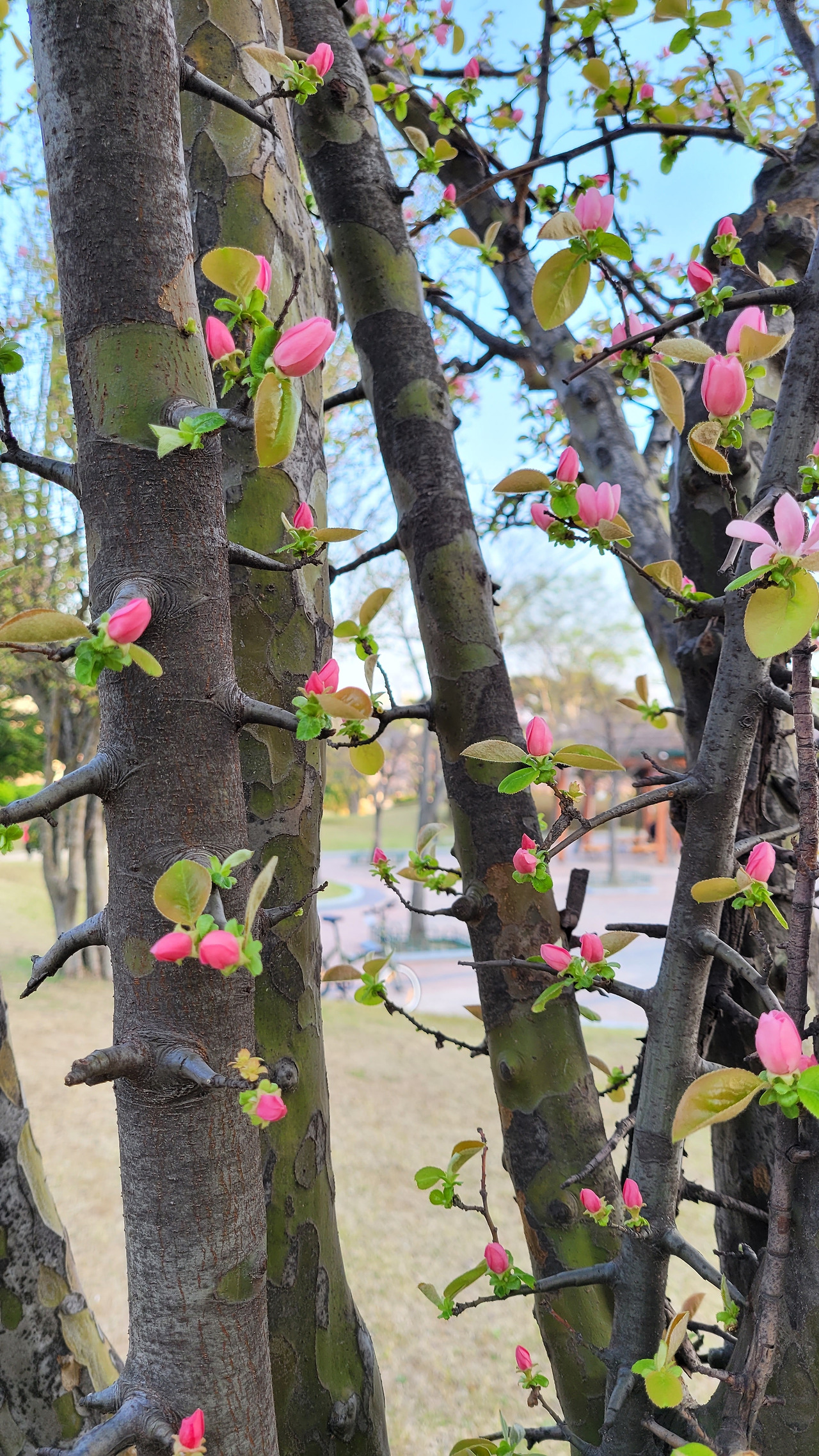 못생긴 열매에 가려진 꽃20220402_173052.jpg