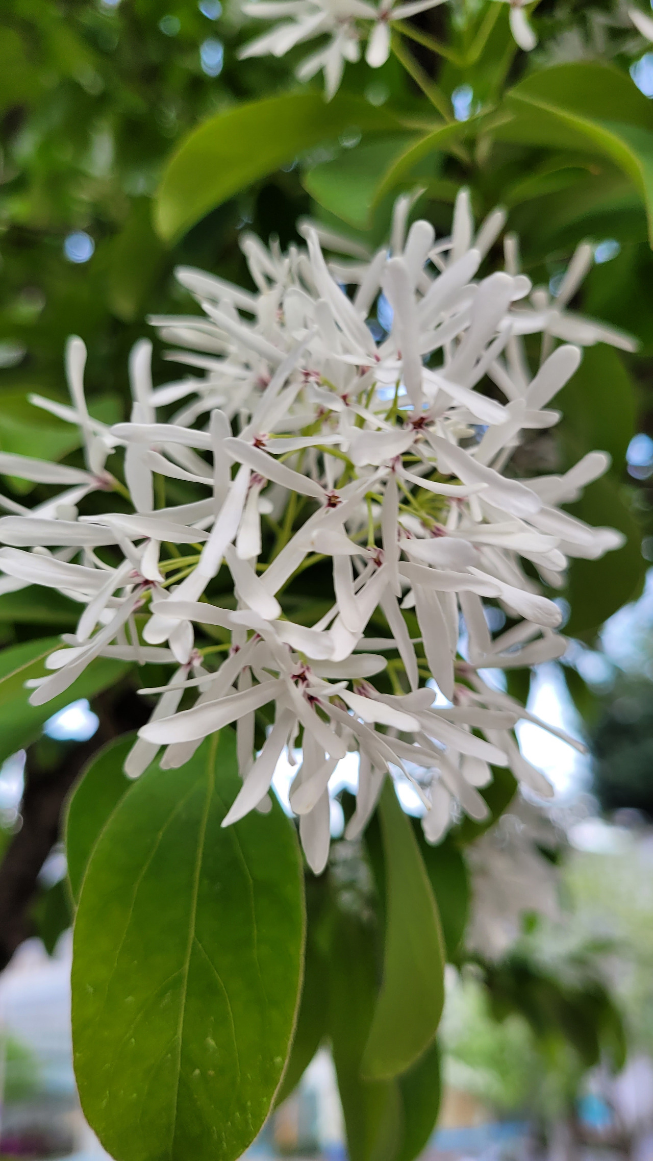 여름의 시작을 알리는 꽃20220424_182210.jpg