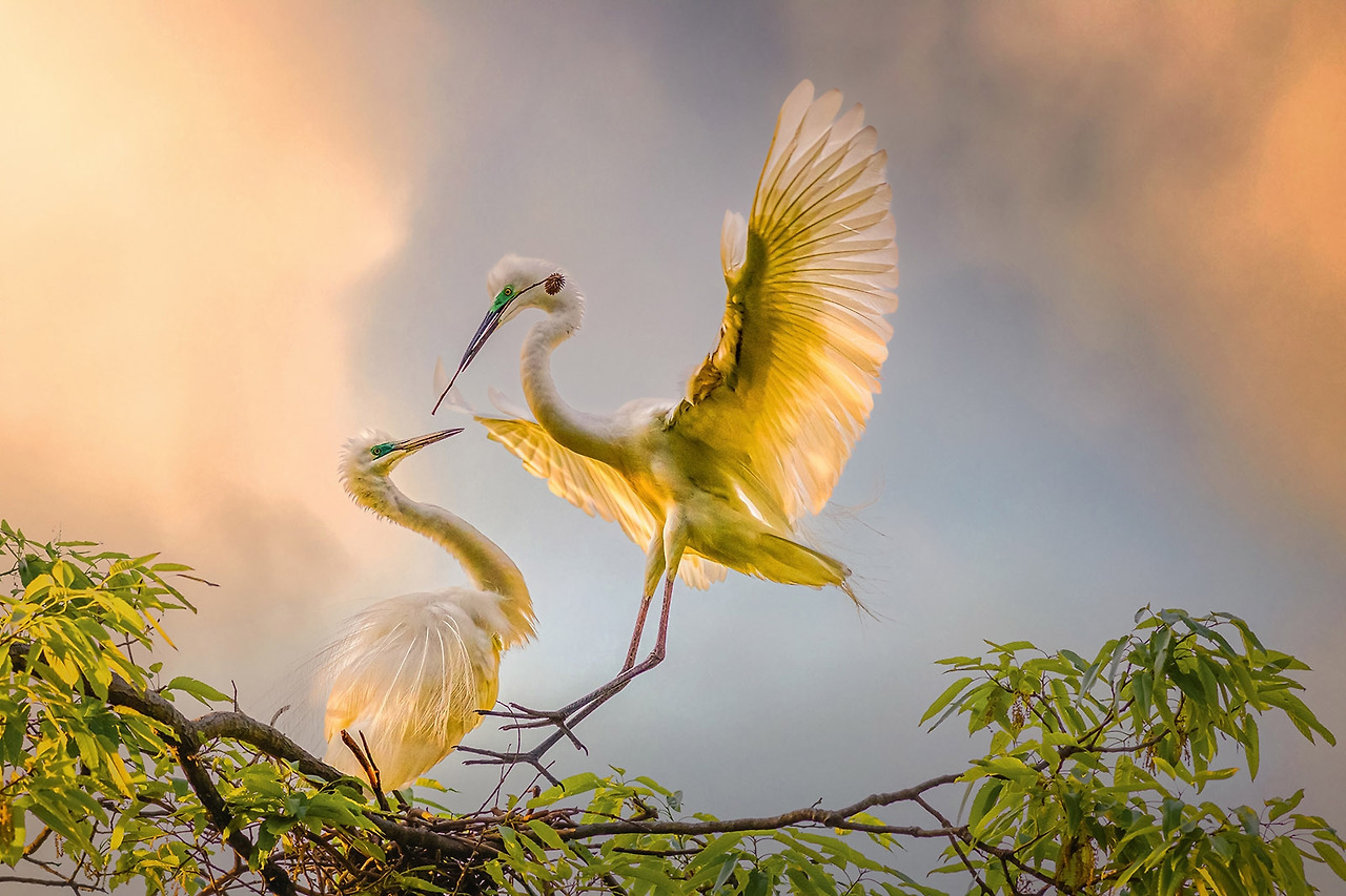 golden-egret-funny-pose-delivering-twig-m026.jpg