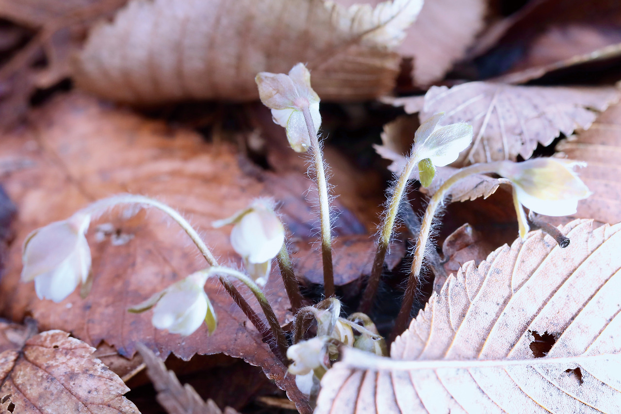 53_갈망하던 봄.jpg