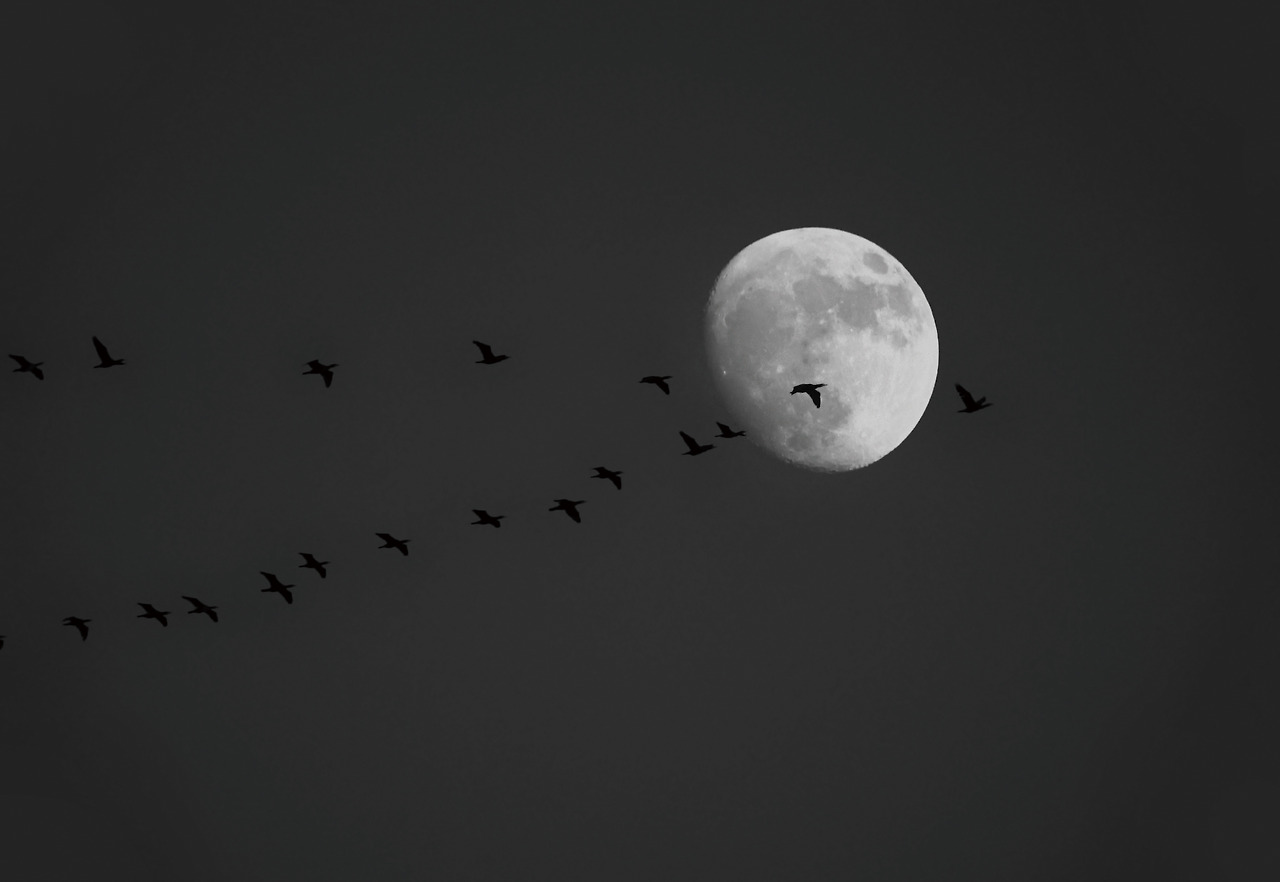 달이란 순애보.jpg