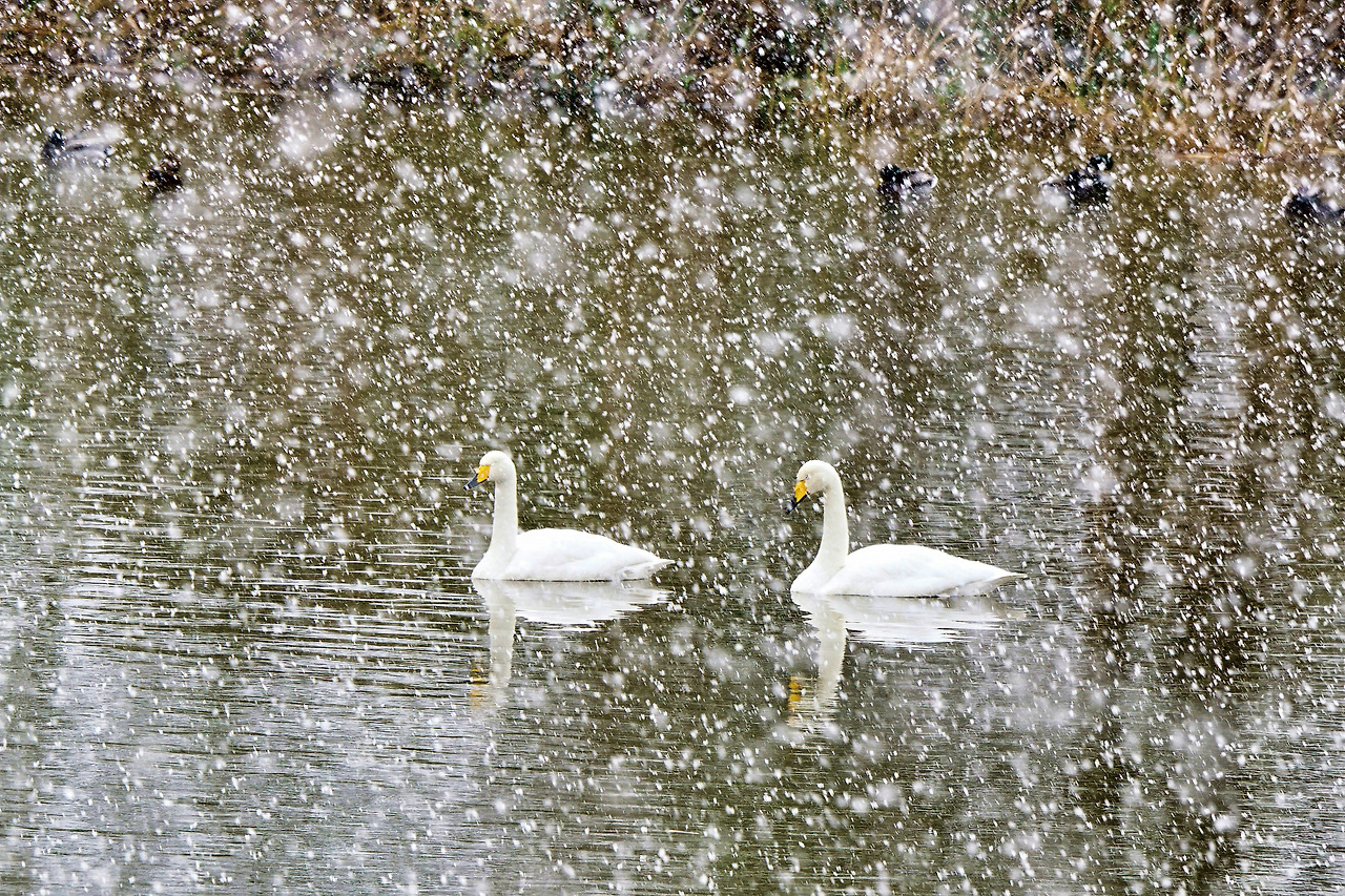 54_사랑해, 로미오..jpg