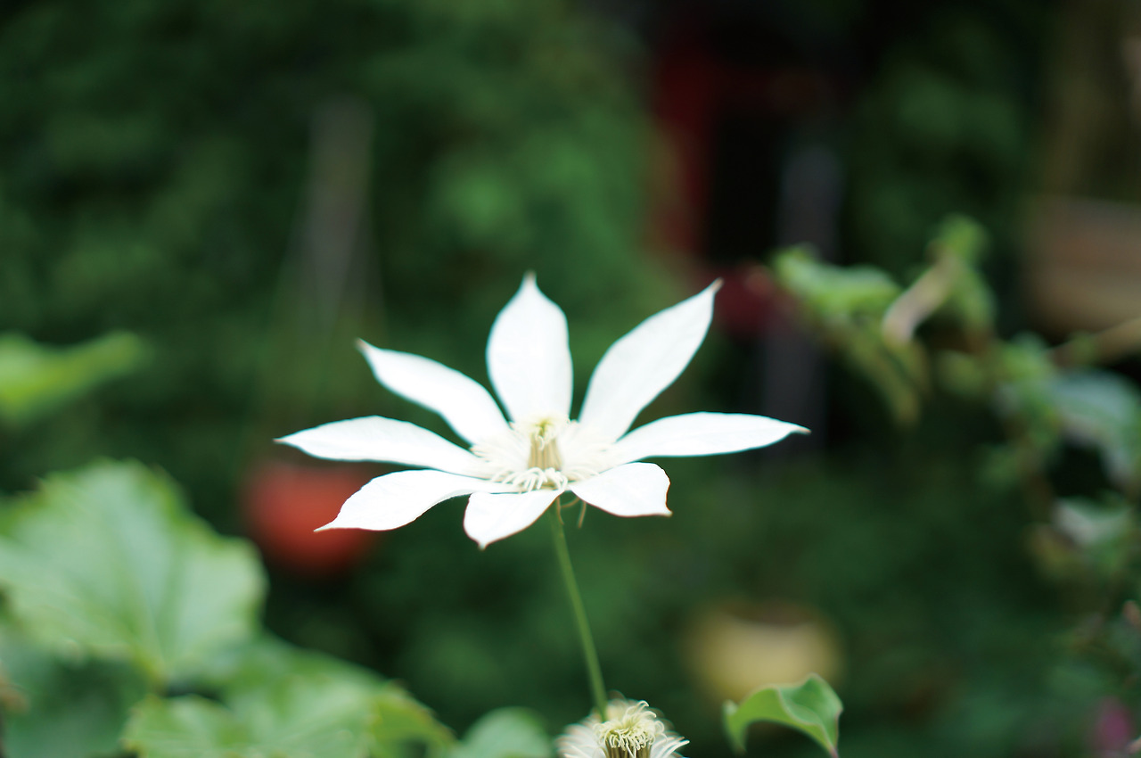 52_신비의 배반.jpg