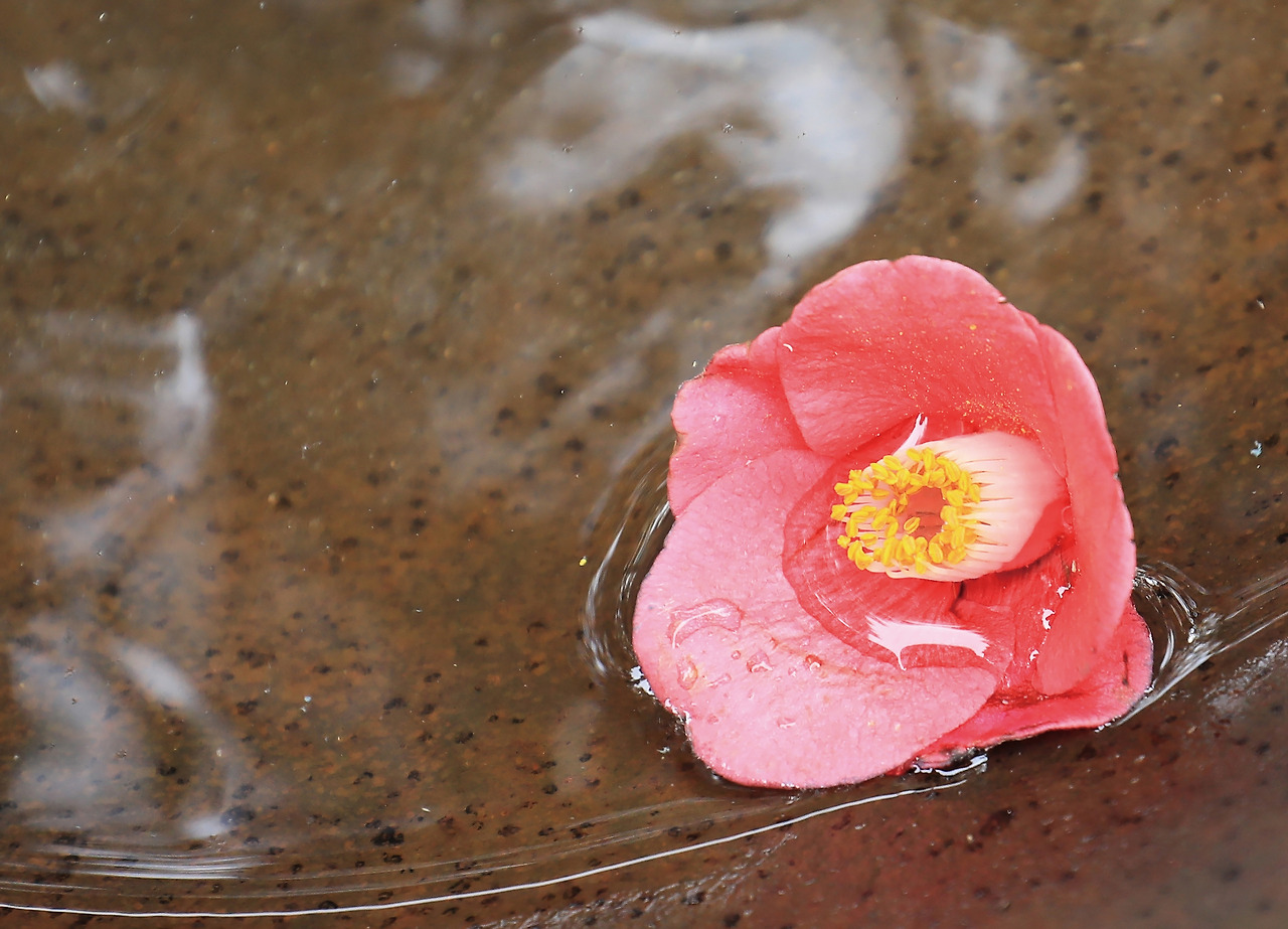 42_물 위를 걷는 꽃.jpg