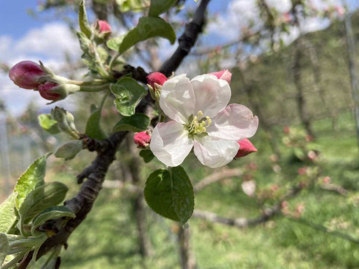 사과꽃.jpg