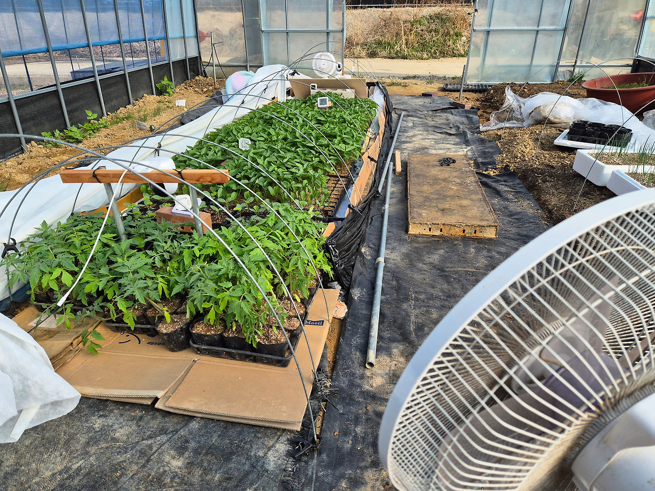 260328 울진밭(모종7).jpg