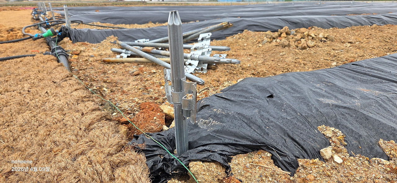 260409 울진밭(고추지지대설치중1).jpg