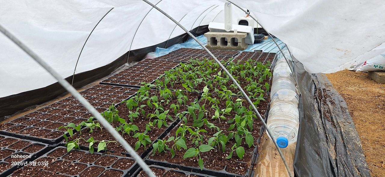 260303 고추모종(별동대+1군).jpg