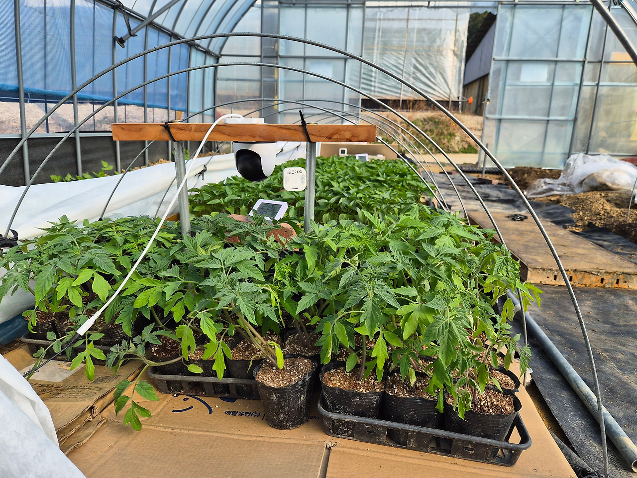 260328 울진밭(모종1).jpg