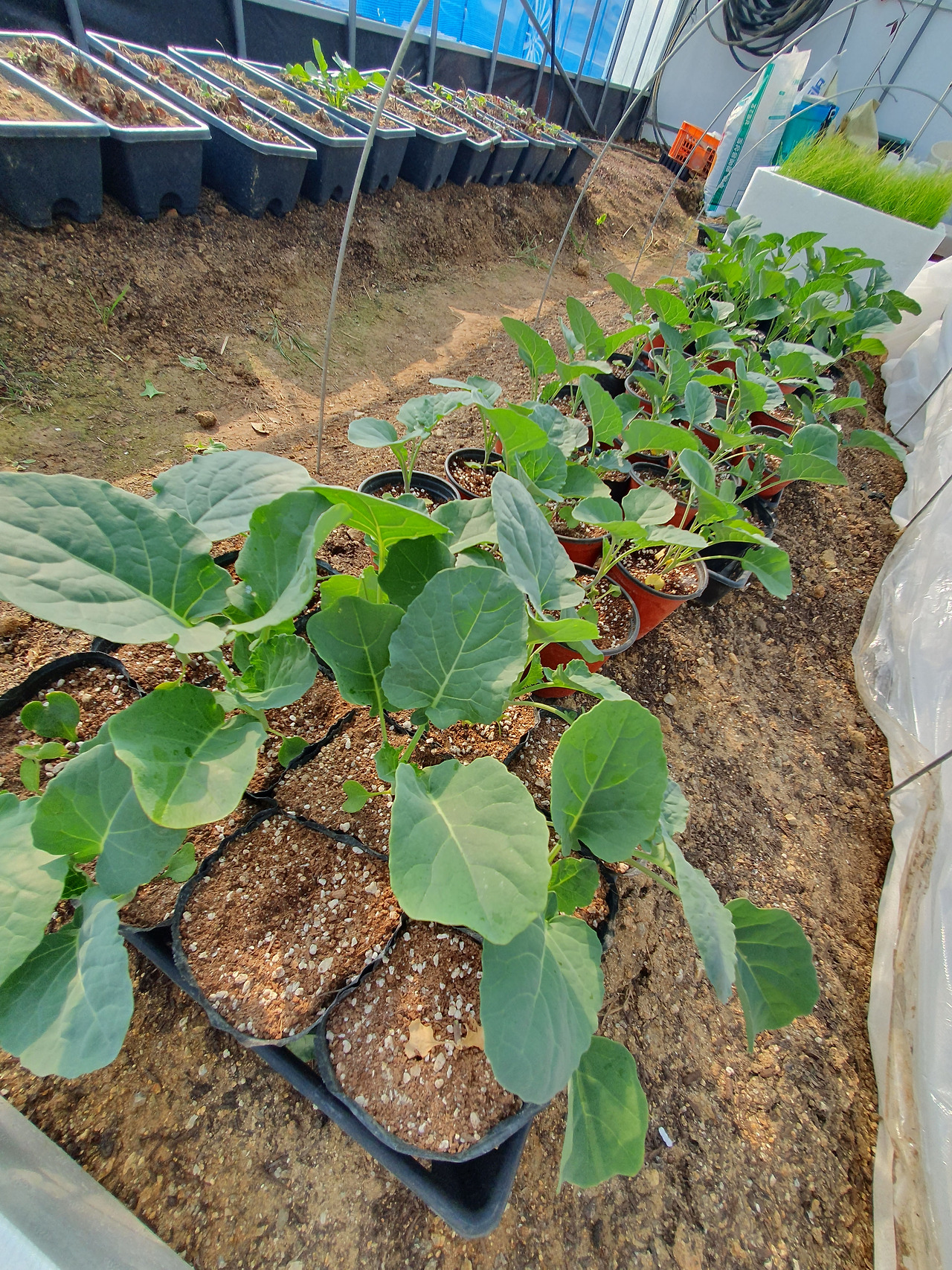 260327 울진밭(브로컬리 모종).jpg