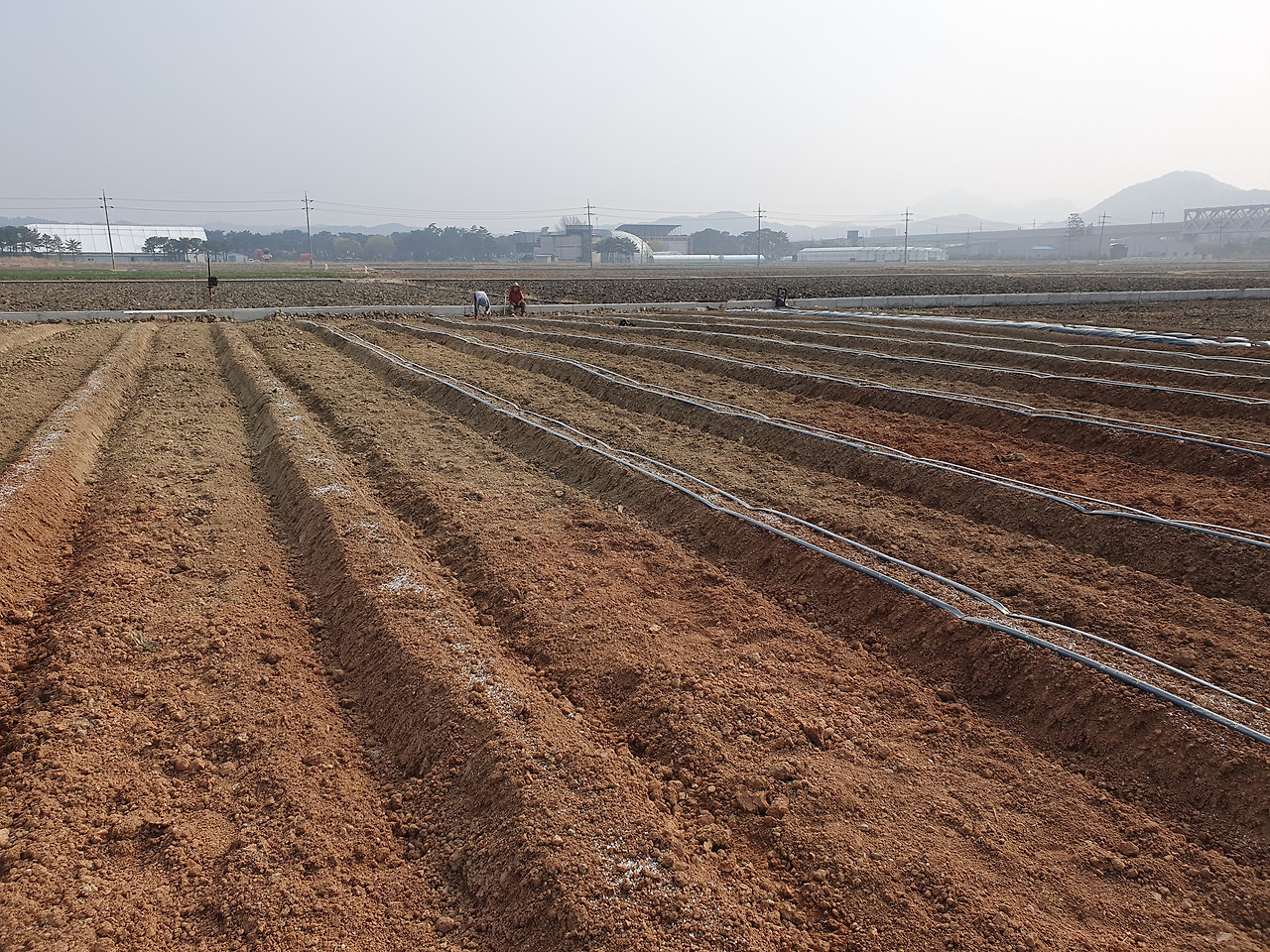 260327 울진밭(점적호스까는중1).jpg