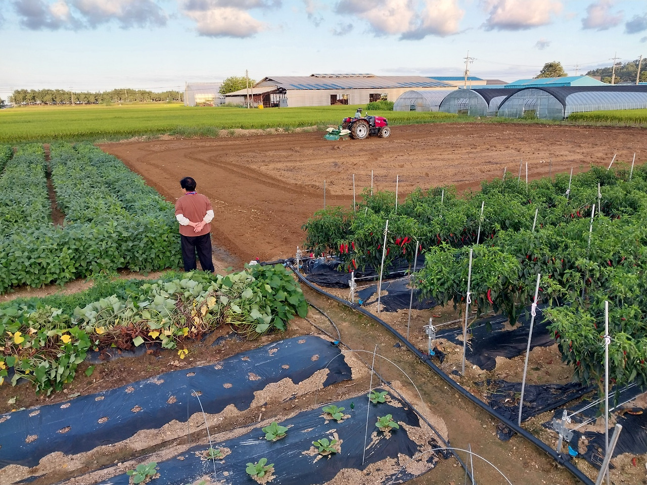 250911 울진밭(작물을 보고있는 엄마).jpg