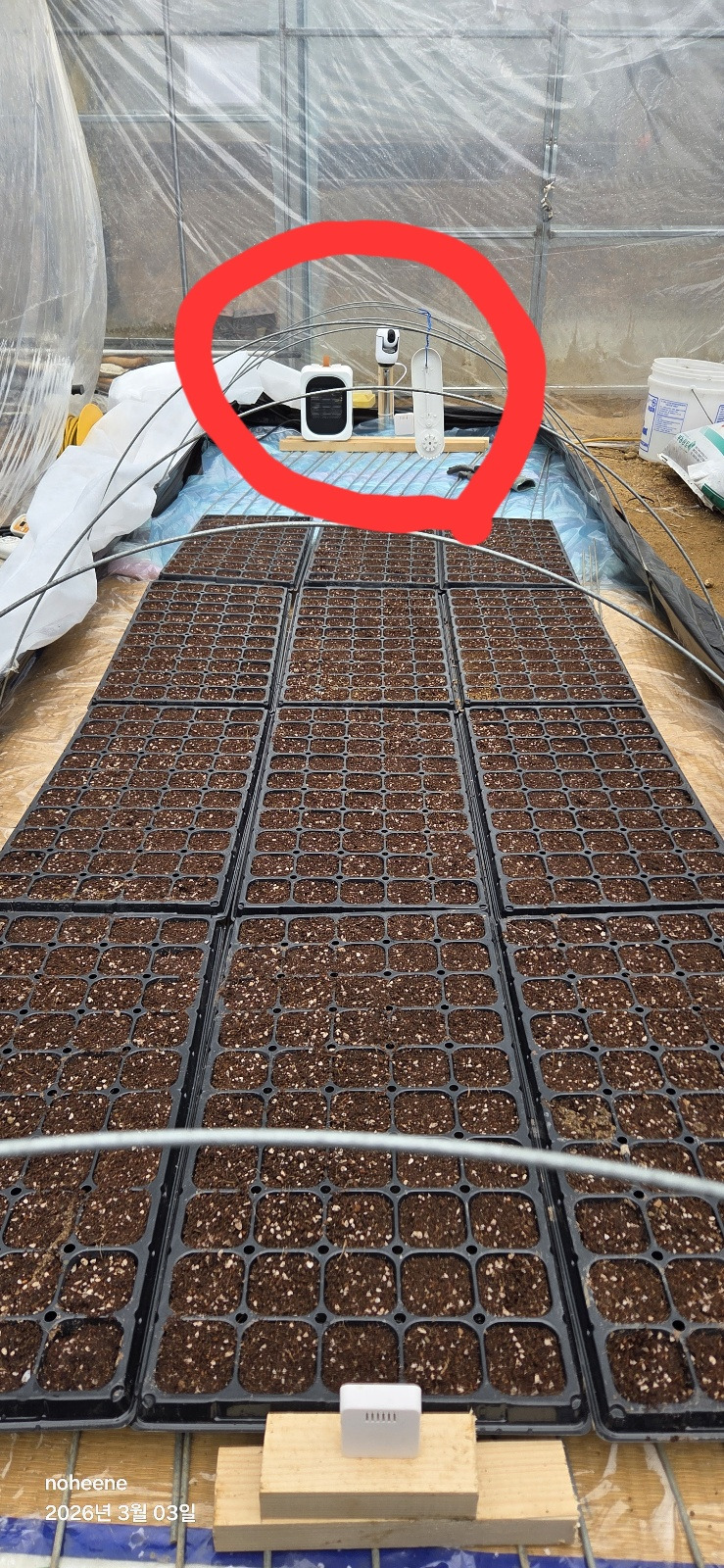 260303 고추모종(옮겨심을 자리1).jpg