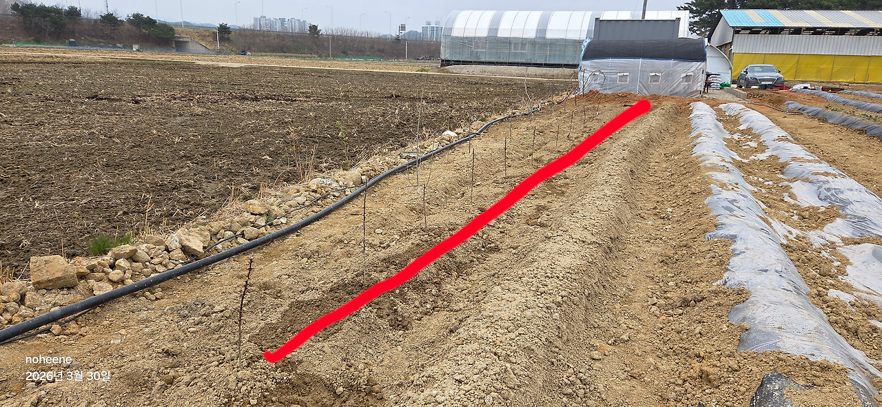 260330 울진밭(오가피,엄나무,구기자-1).jpg